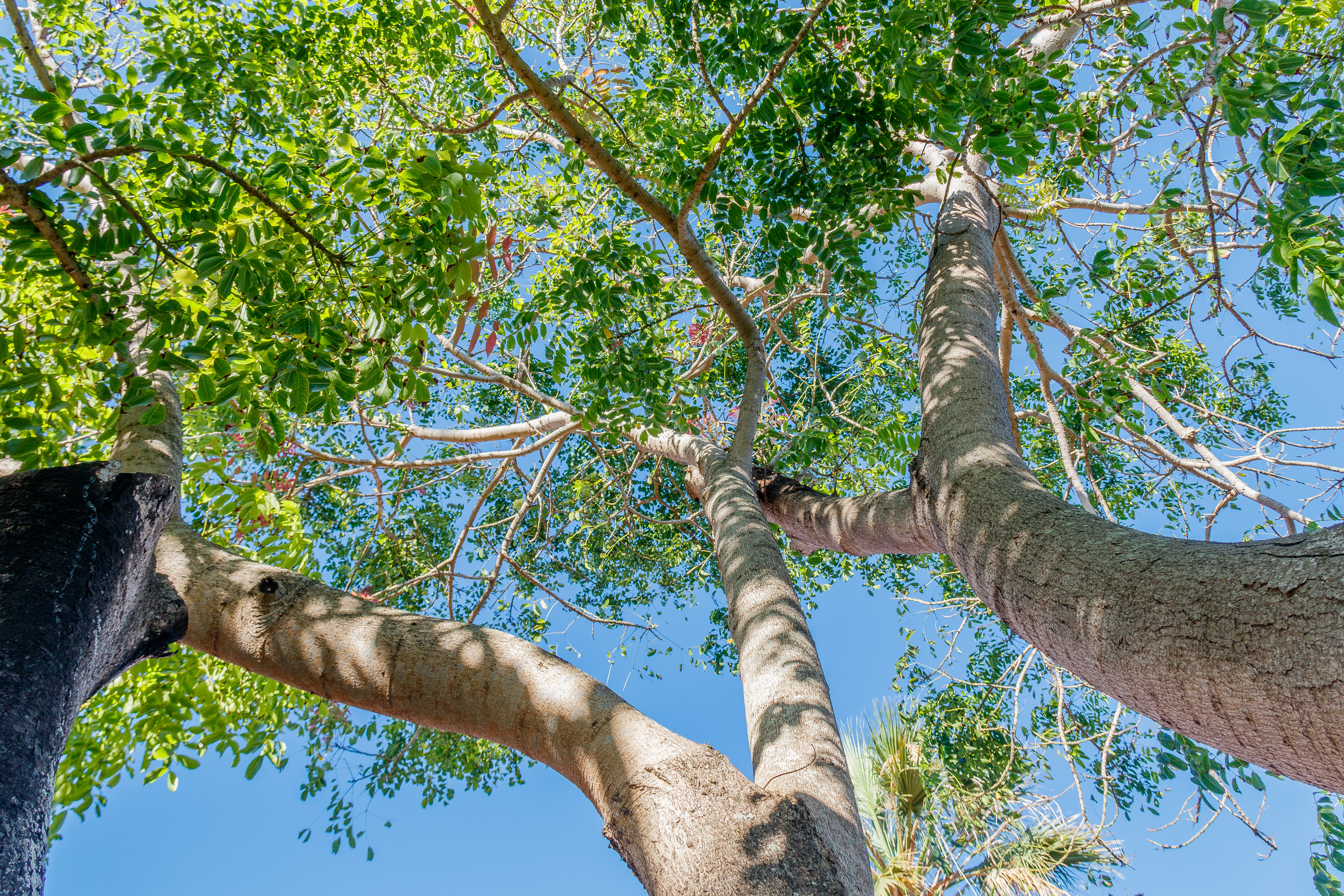  MG 9825 Acrocarpus fraxinifolius árbol mundani