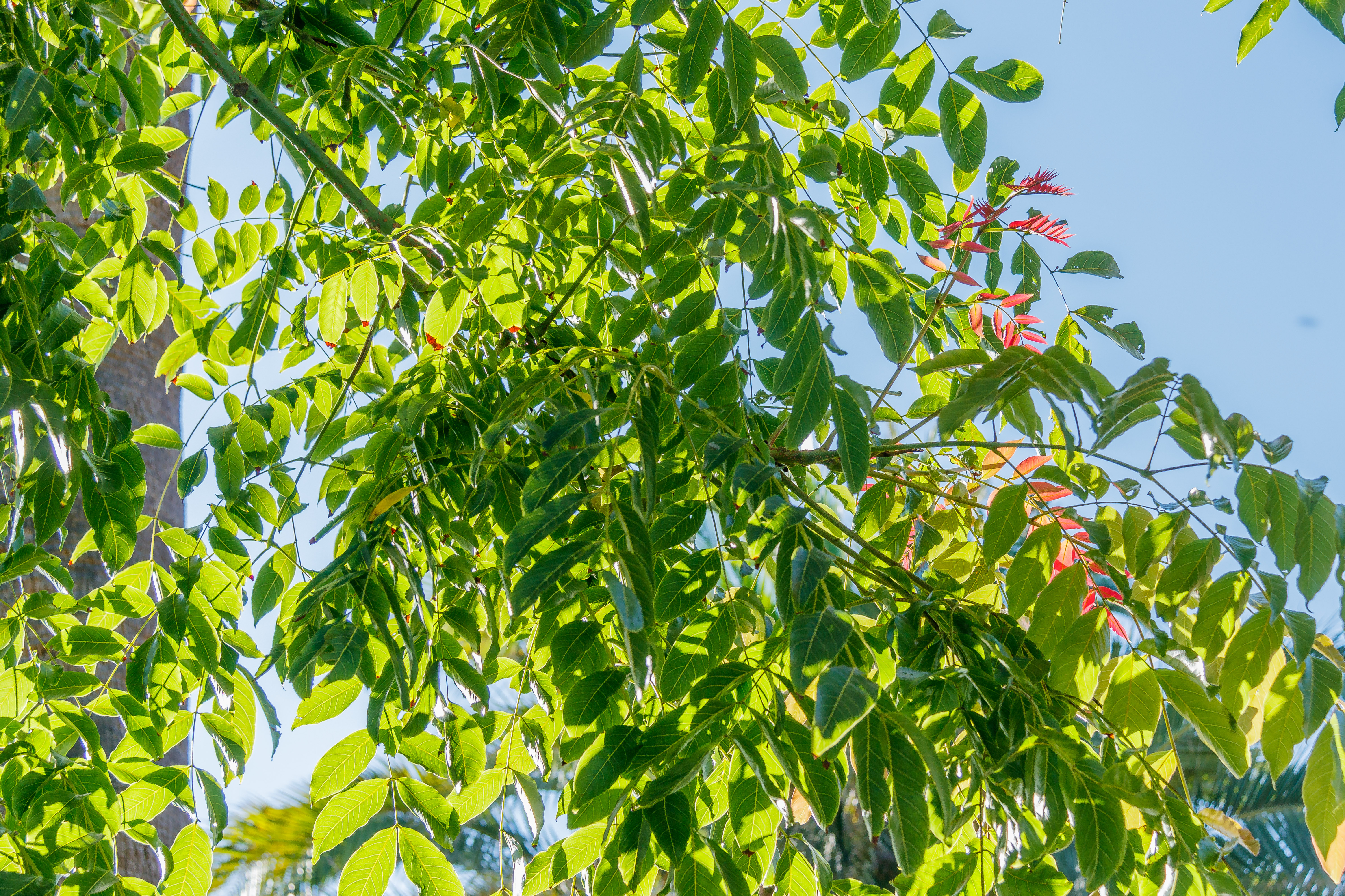  MG 9828 Acrocarpus fraxinifolius árbol mundani