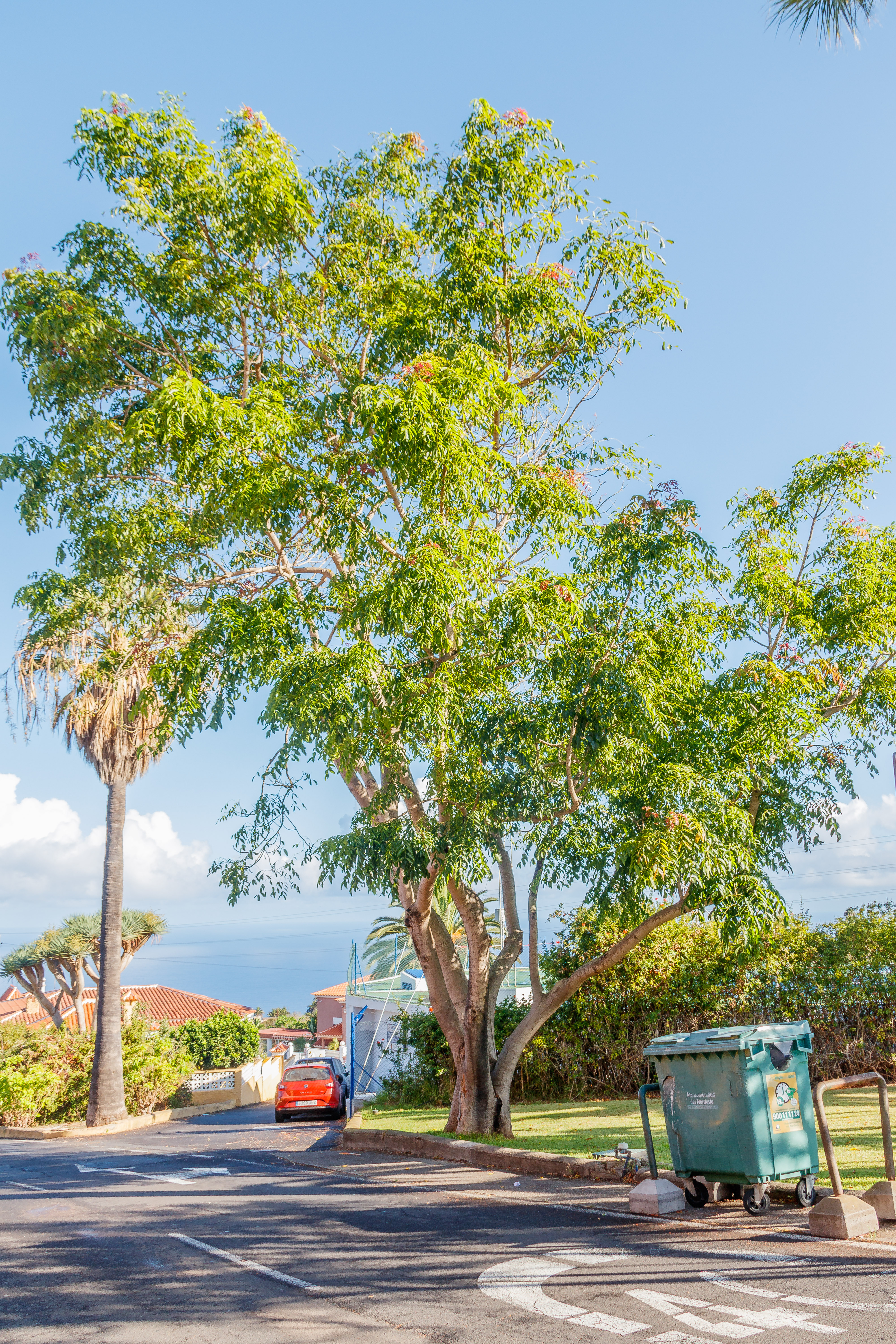  MG 9838 Acrocarpus fraxinifolius árbol mundani