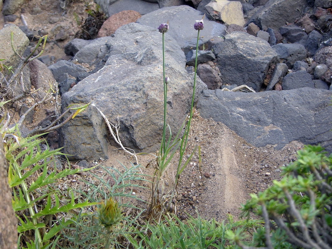 Allium ampeloprasum0