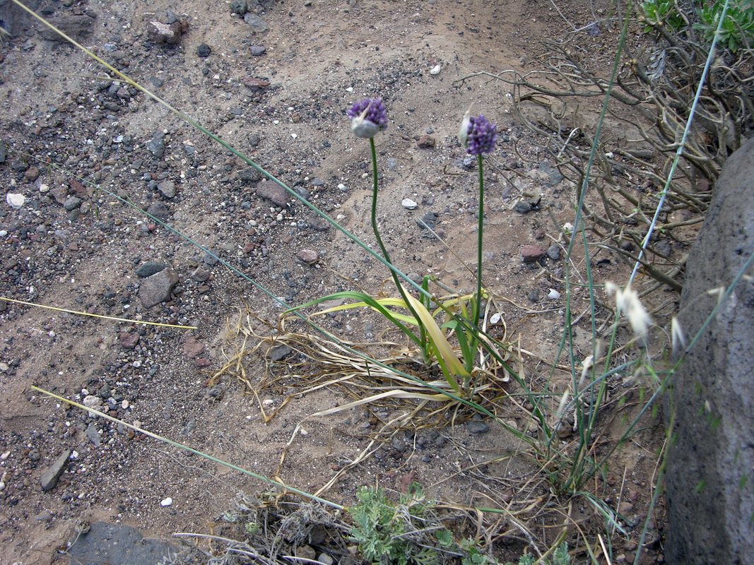Allium ampeloprasum1