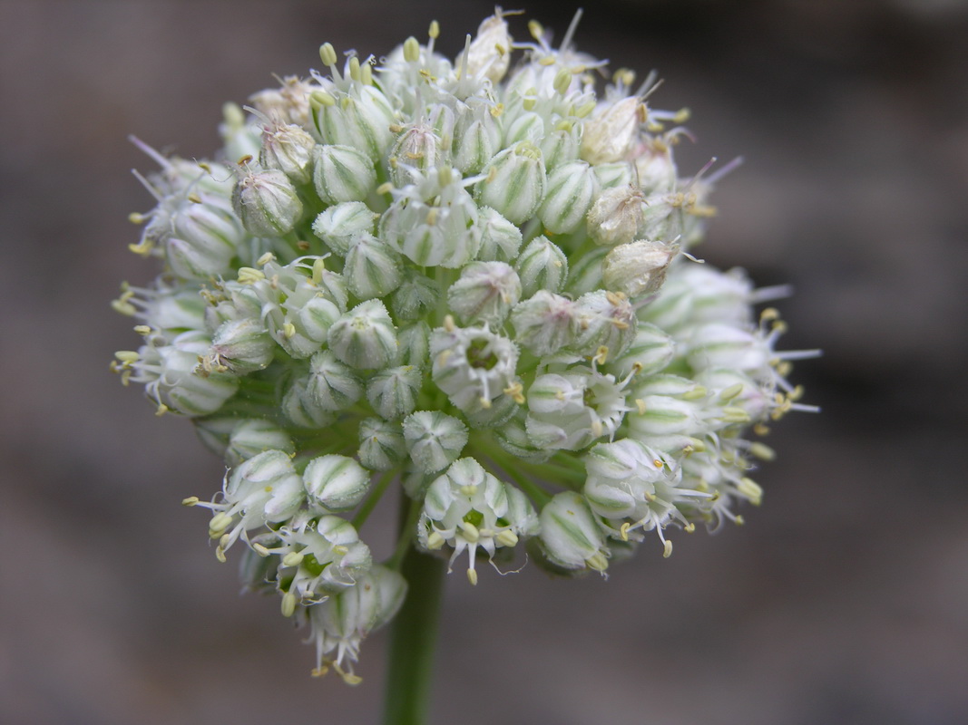 Allium ampeloprasum4