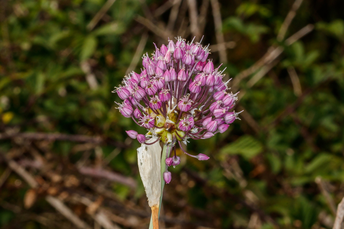  MG 4651  Allium ampeloprasum ajo porro