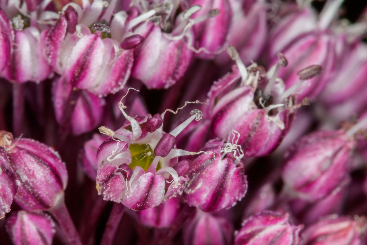  MG 4741  Allium ampeloprasum ajo porro