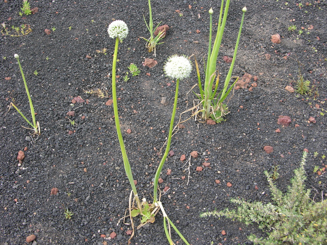 Allium cepa1