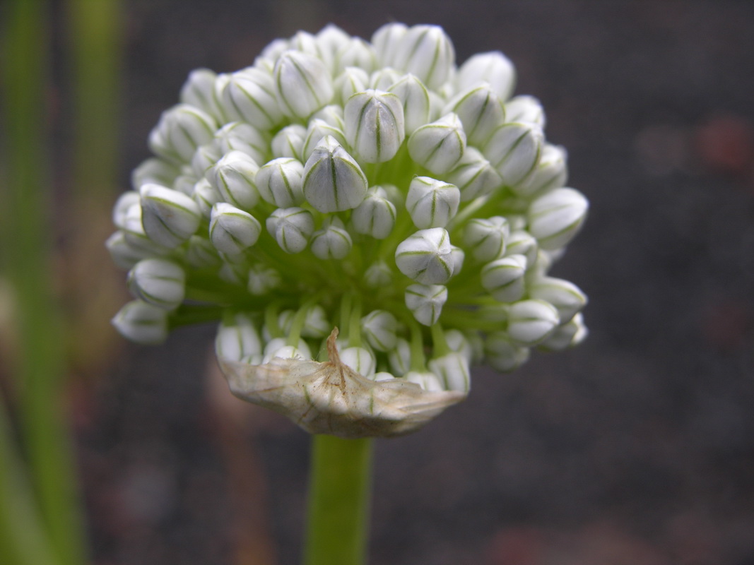 Allium cepa2