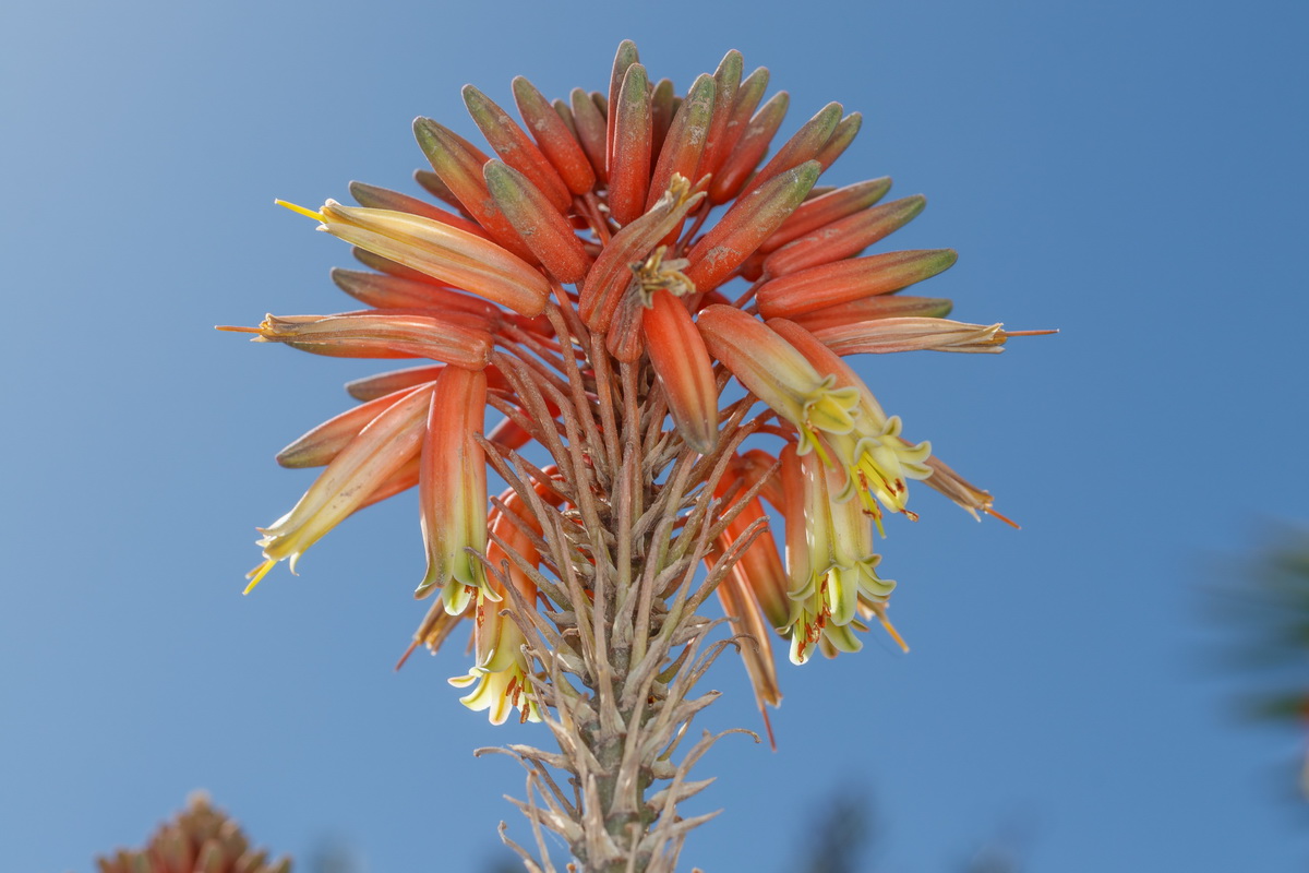  MG 3856 Aloe arborescens sabila arborea roja