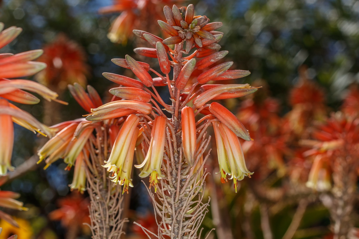  MG 3857 Aloe arborescens sabila arborea roja