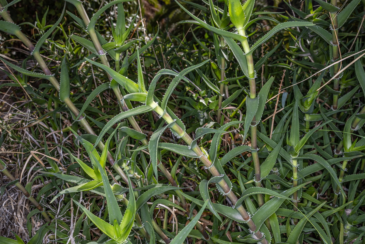 IMG 0559 Aloe ciliaris sabila culebra