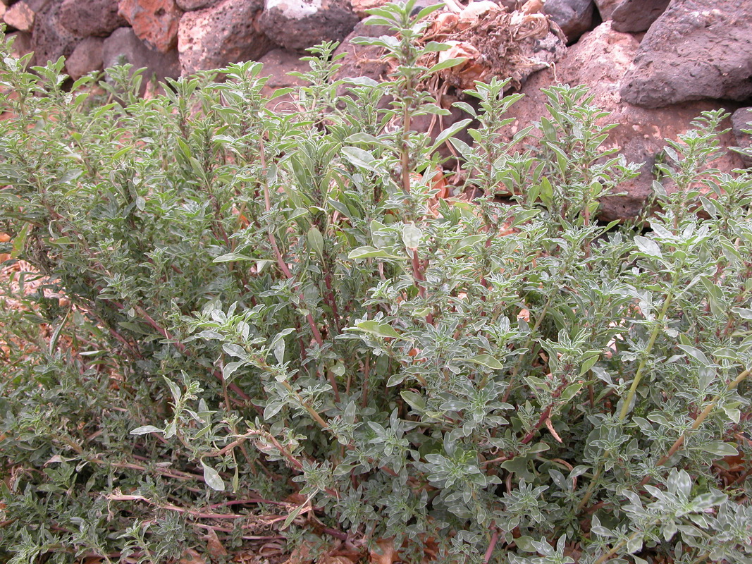 Amaranthus blitoides1