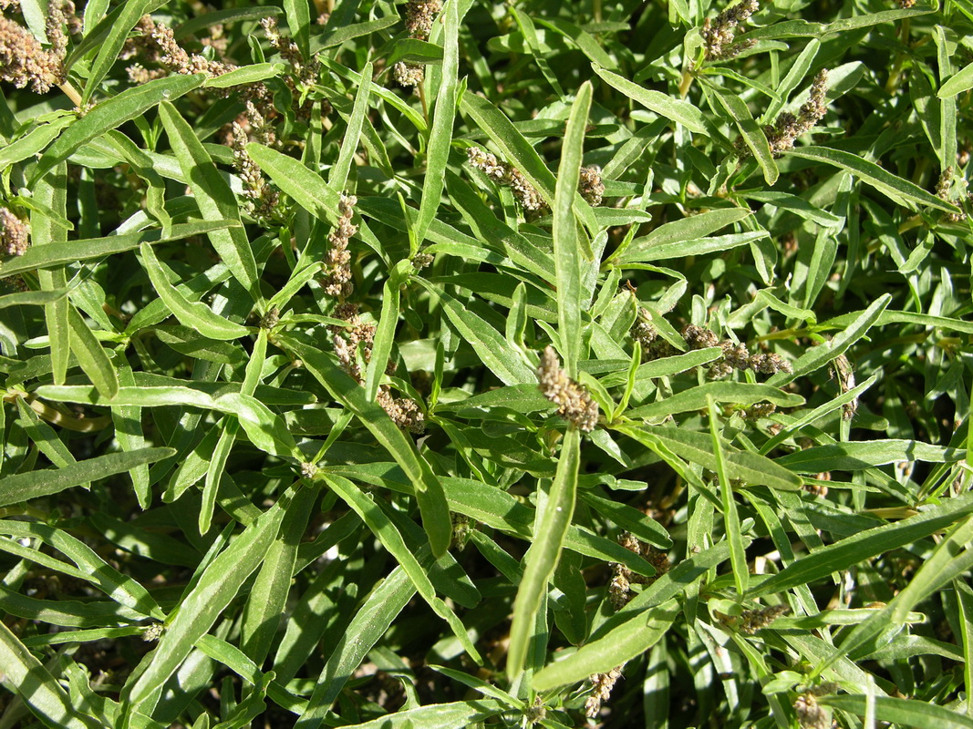 Amaranthus muricatus0