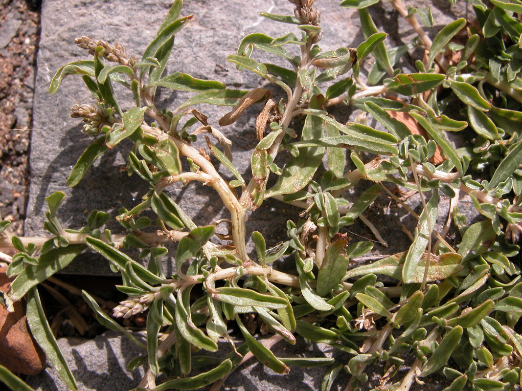 Amaranthus muricatus1