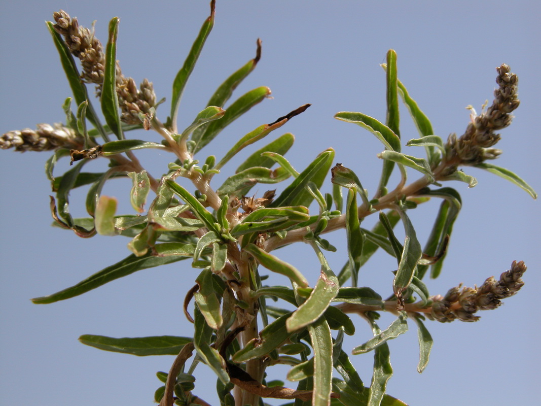 Amaranthus muricatus2