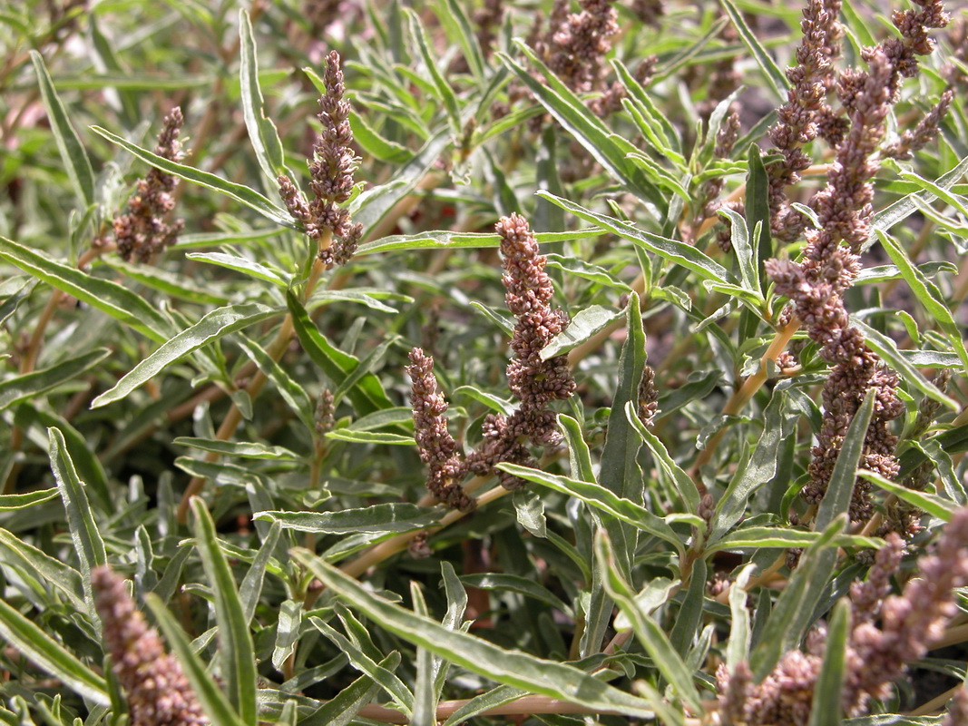 Amaranthus muricatus4