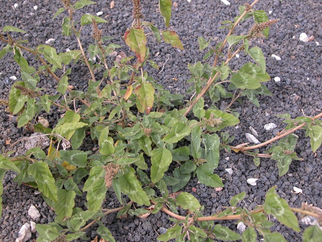 Amaranthus viridis1