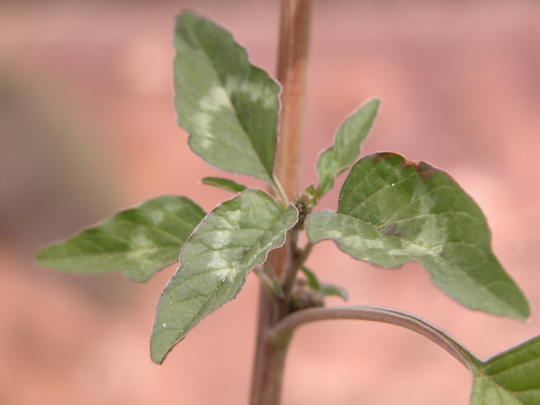 Amaranthus viridis3