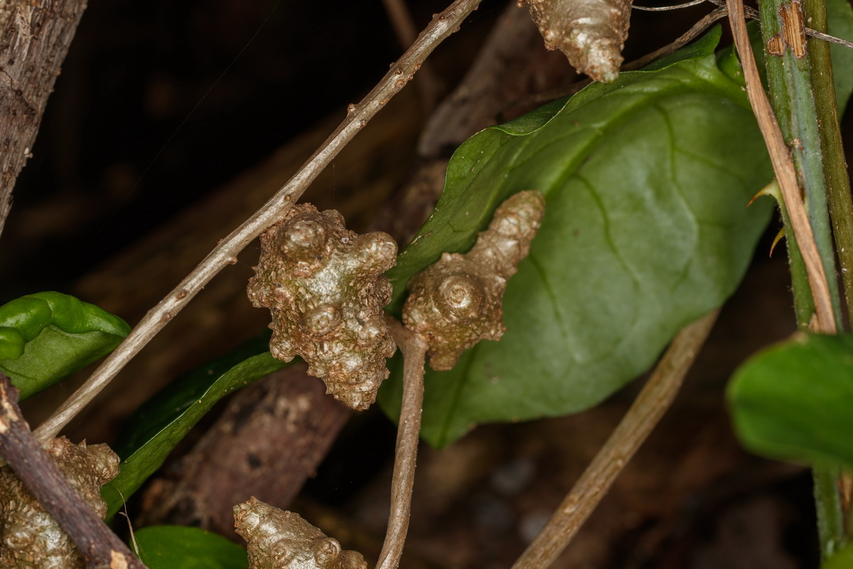  MG 4110  Anredera cordifolia