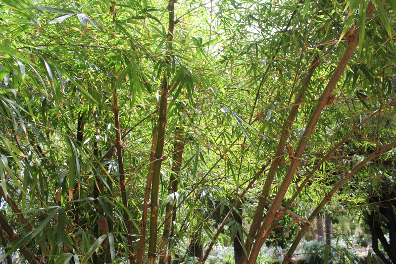 IMG 6994 Bambusa vulgaris