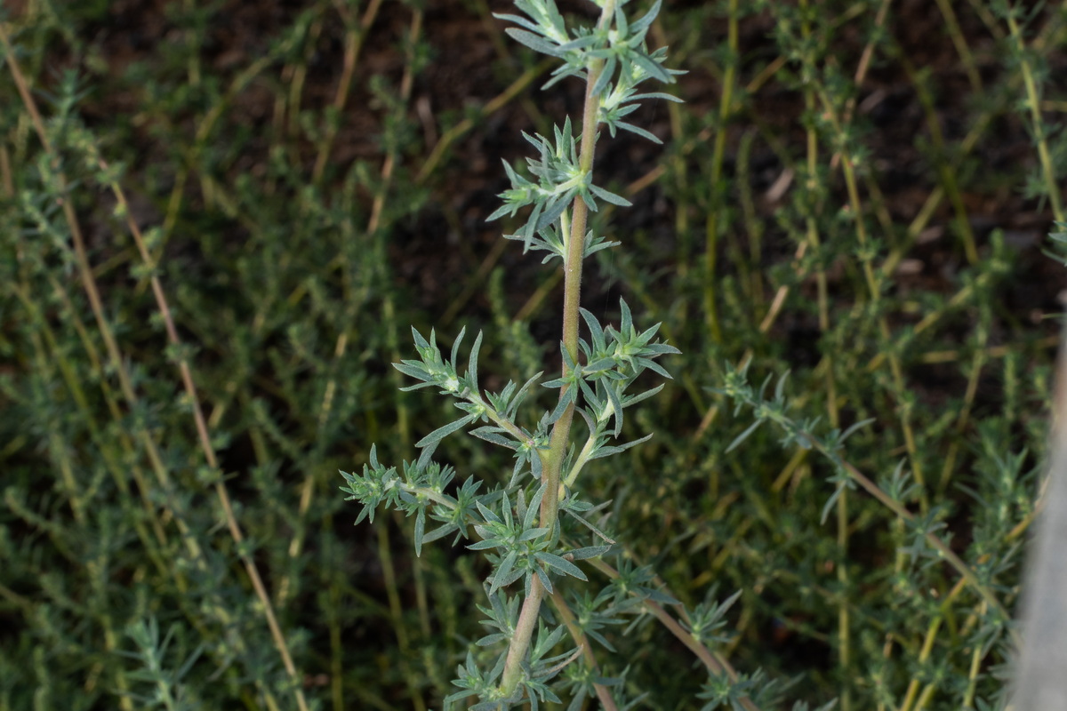  MG 1848 Bassia hyssopifolia basia hisopo