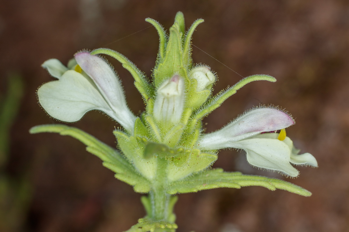  MG 3951 Bellardia Bartsia trixago gallocresta bicolor