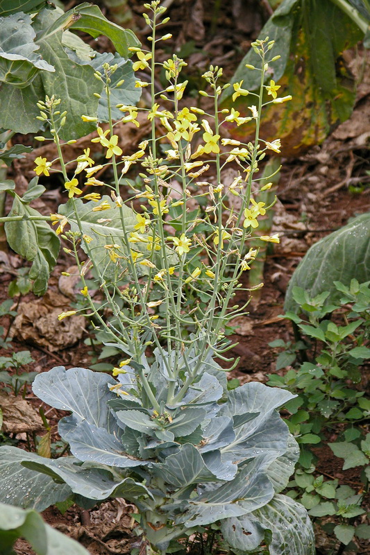 DSCN0896 Brassica oleracea col