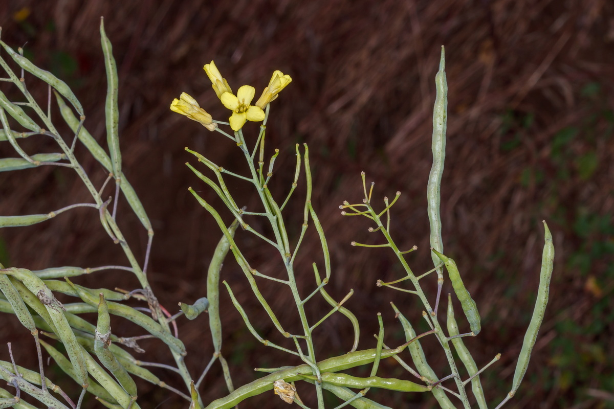  MG 4435 Brassica oleracea col