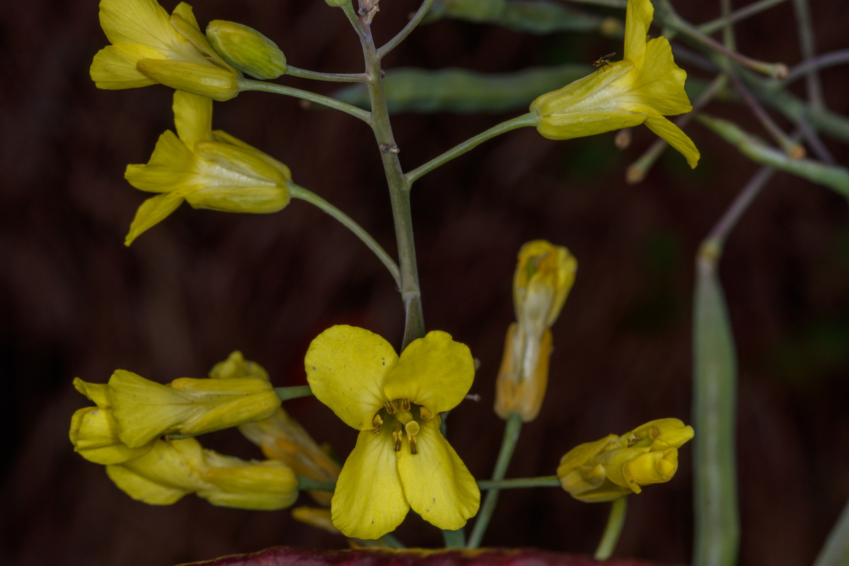  MG 4436 Brassica oleracea col