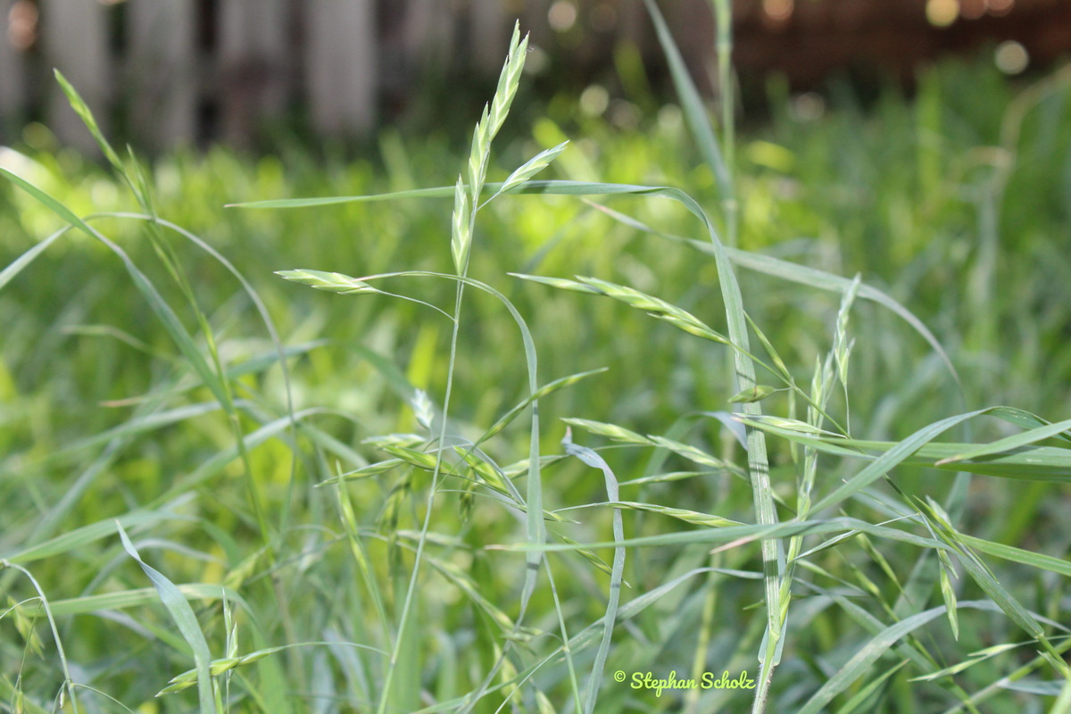 Bromus catharticus 1