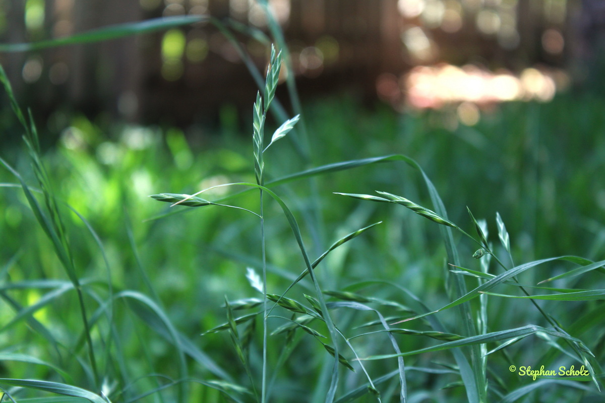 Bromus catharticus 2