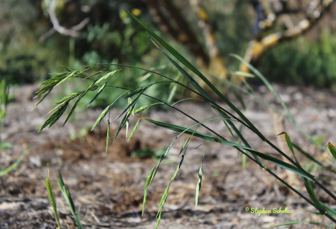 Bromus catharticus 3