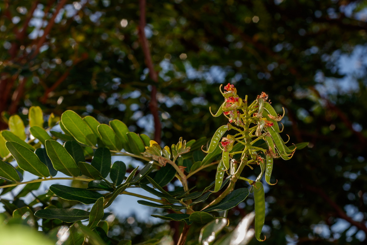  MG 2013 Caesalpinia spinosa tara o Guarango