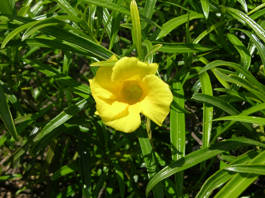 DSCN6195 Thevetia peruviana adelfa amarilla (Web endemicas)