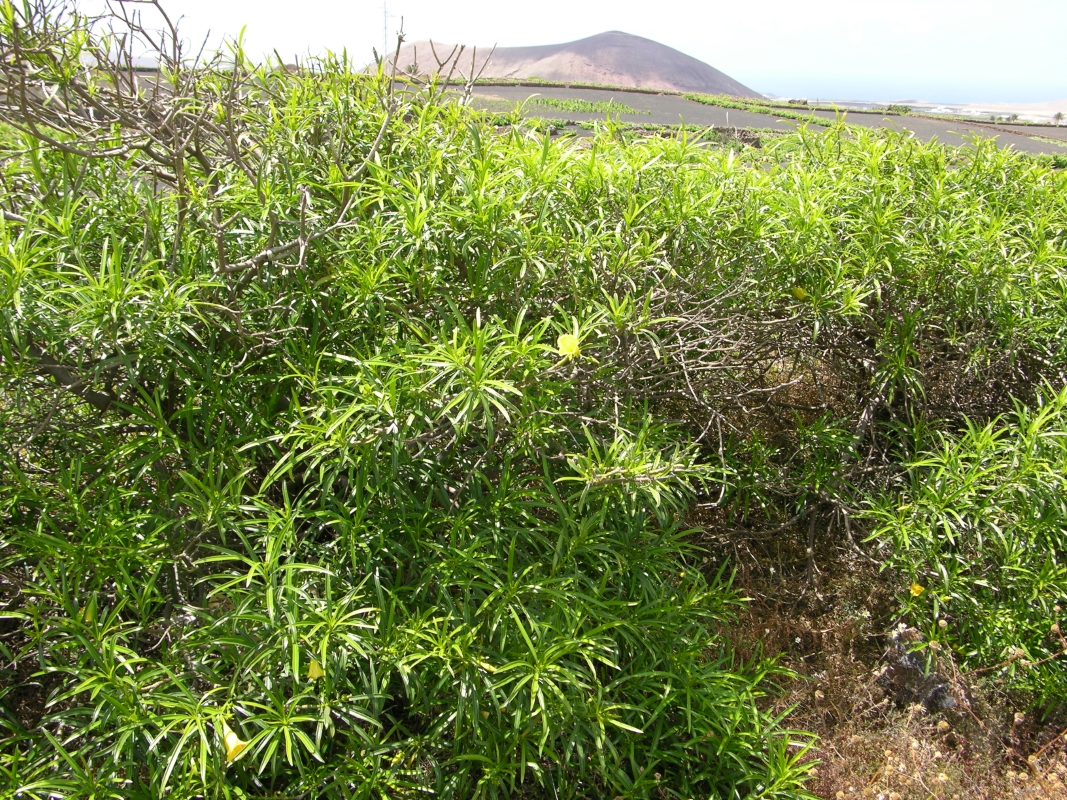DSCN6196 Thevetia peruviana adelfa amarilla (Web endemicas)