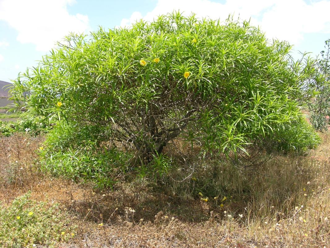 DSCN6197 Thevetia peruviana adelfa amarilla (Web endemicas)