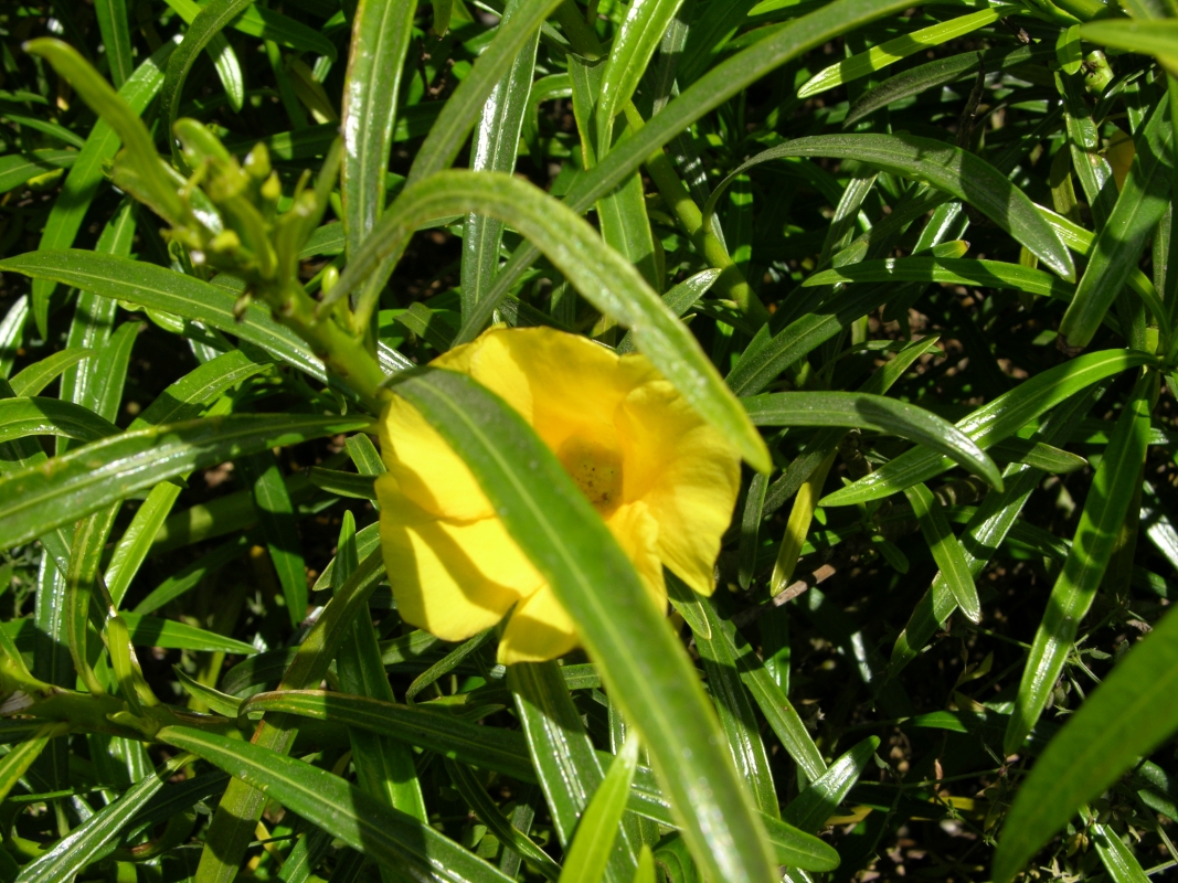 DSCN6200 Thevetia peruviana adelfa amarilla (Web endemicas)