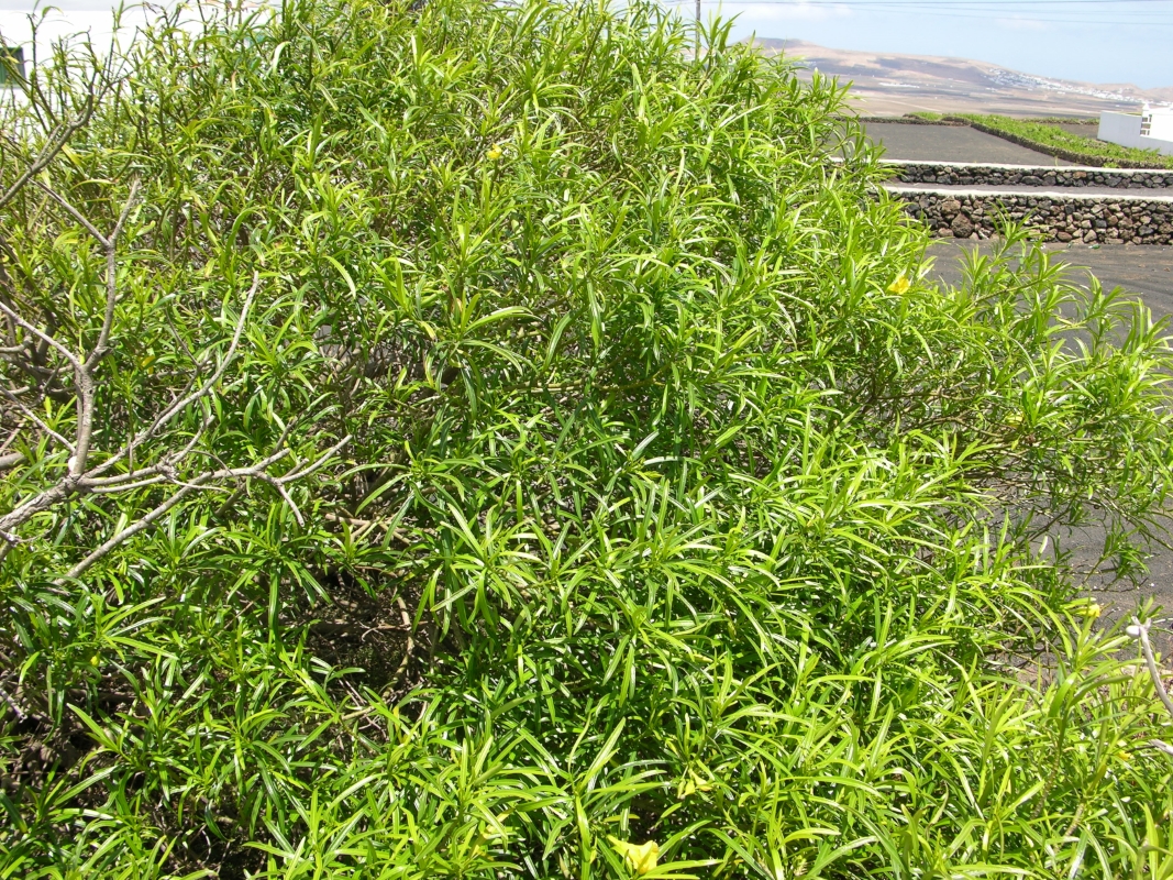 DSCN6201 Thevetia peruviana adelfa amarilla (Web endemicas)