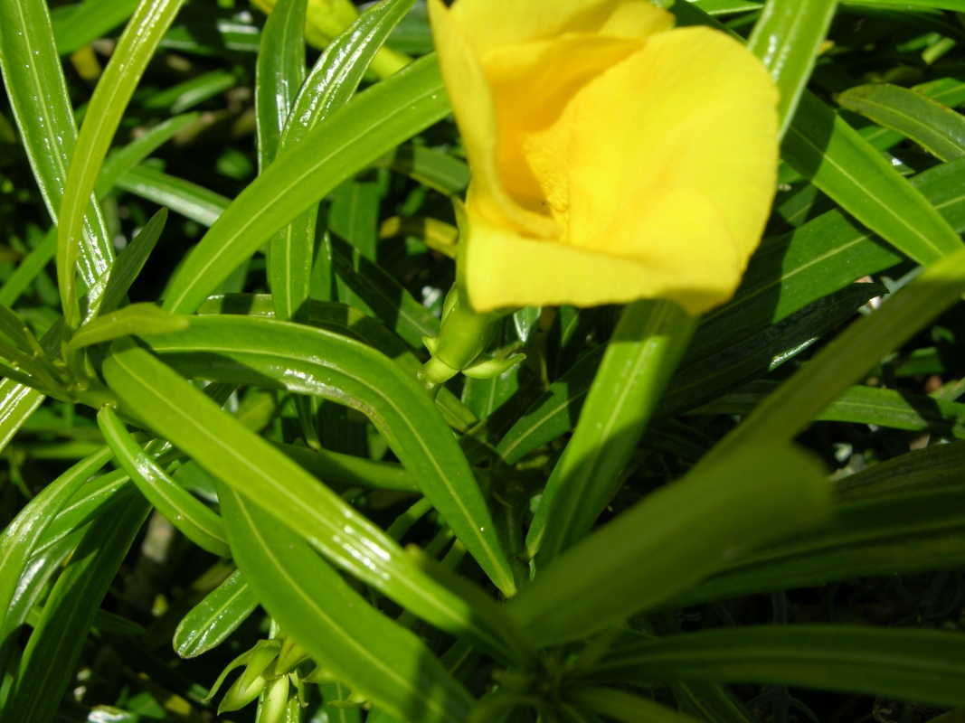 DSCN6203 Thevetia peruviana adelfa amarilla (Web endemicas)