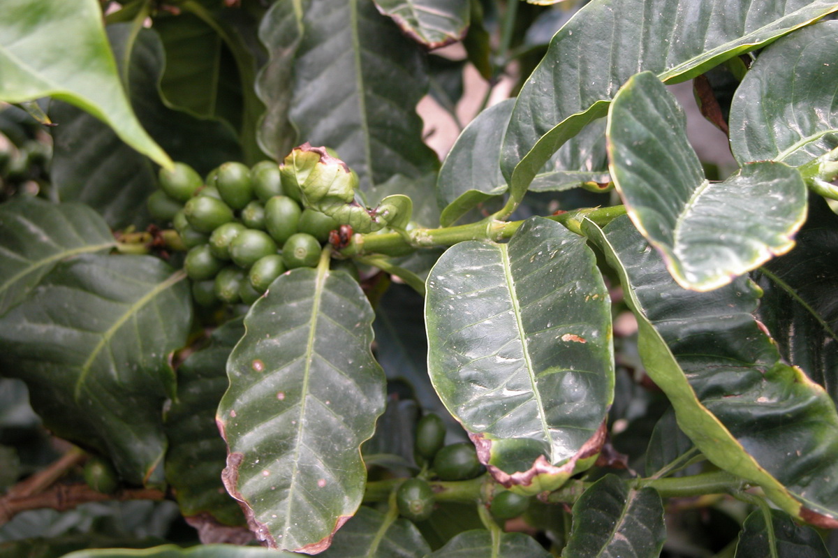 DSCN0267 Coffea arabica