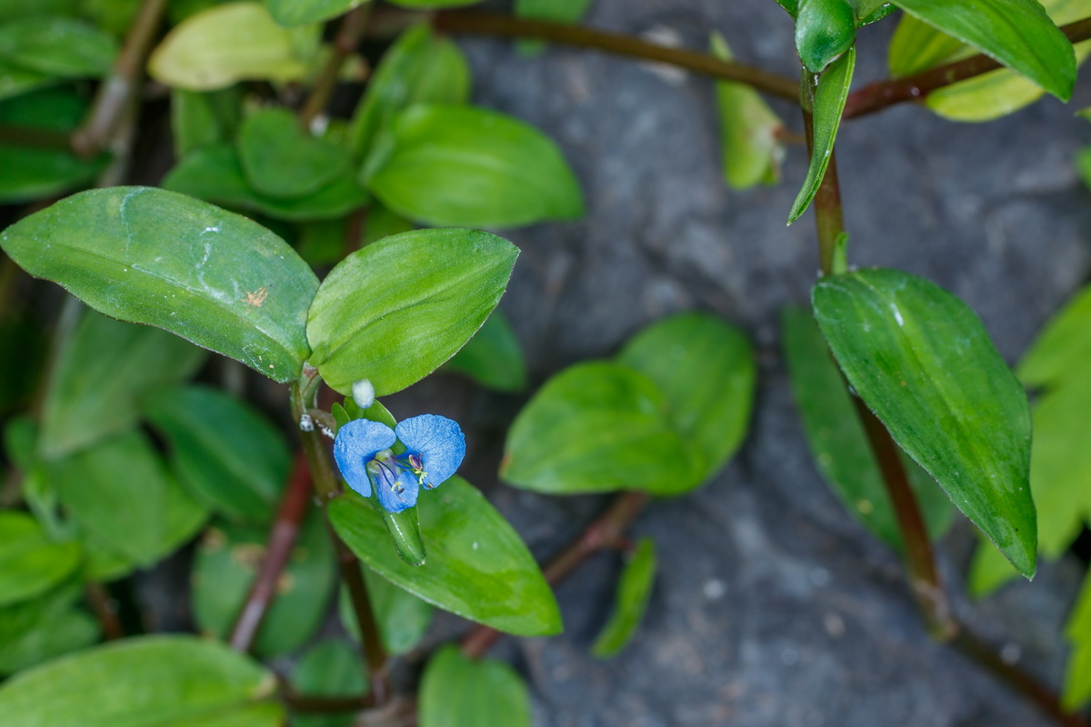  MG 3363 Commelina diffusa Tejedera azul
