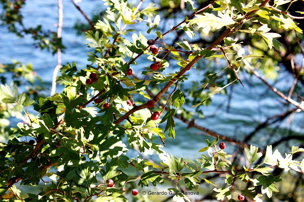 IMG 8322 Crataegus monogyna espino albar, espino majuelo resize Watermarked