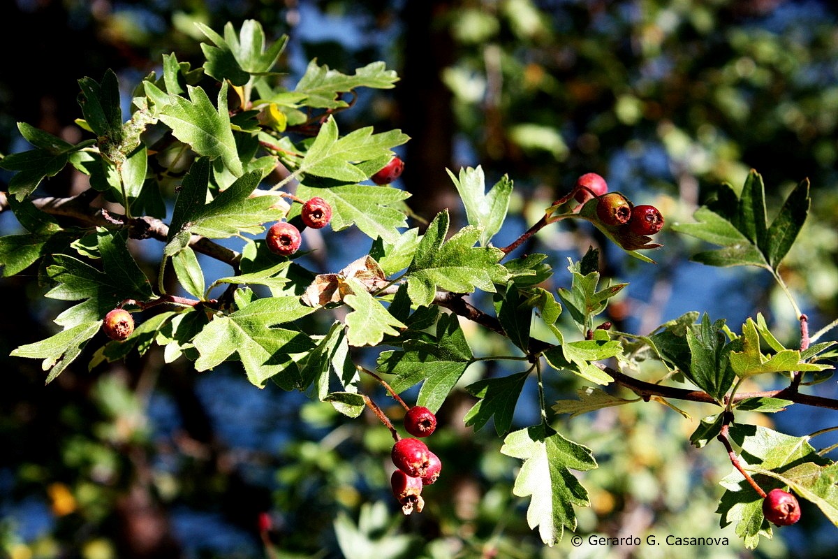 IMG 8323 Crataegus monogyna espino albar, espino majuelo resize Watermarked