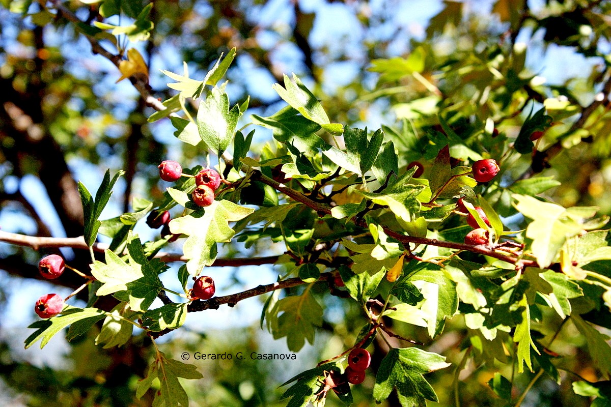 IMG 8325 Crataegus monogyna espino albar, espino majuelo resize Watermarked