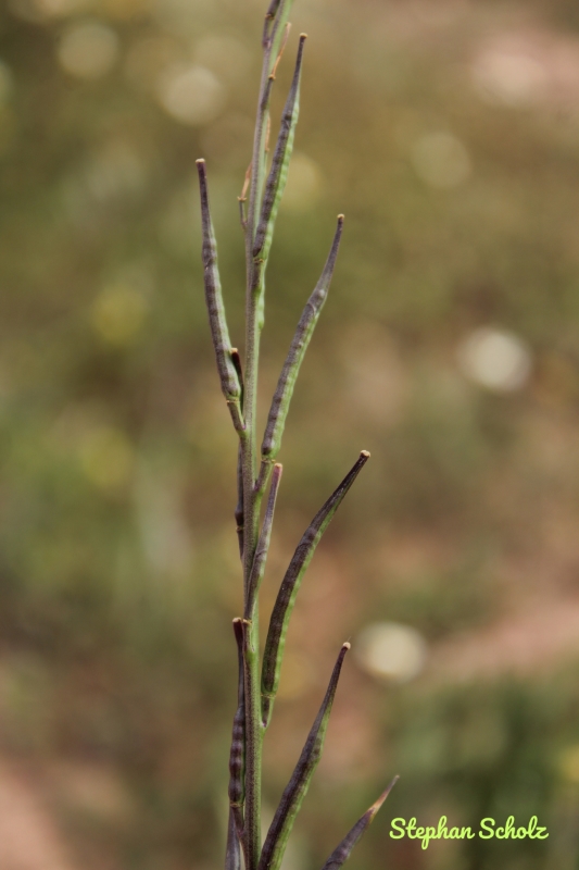 Descurainia sophia 3 Watermarked (Web endemicas)