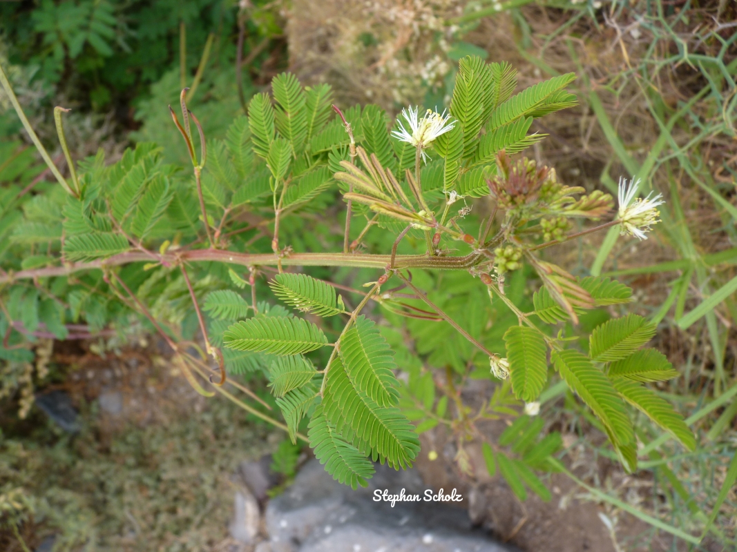 Desmanthus pernambucanus 2 Watermarked (Web endemicas)