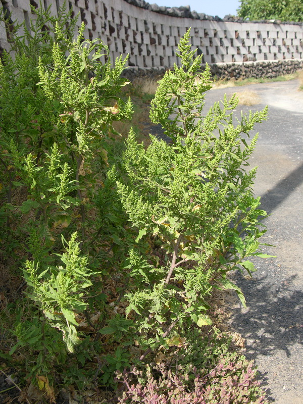 Chenopodium ambrosioides0