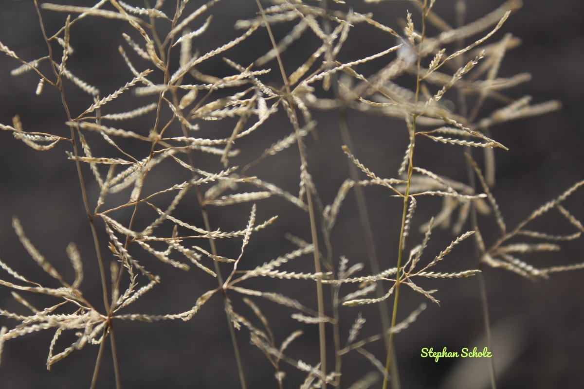Eragrostis papposa 2 Watermarked (Web endemicas)