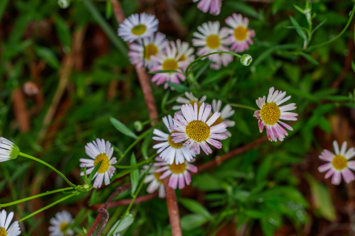 0935 MG 0816 Erigeron karvinskianus