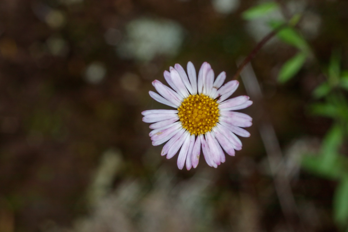 2019 MG 1901 Erigeron karvinskianus intrometidad margarinhas