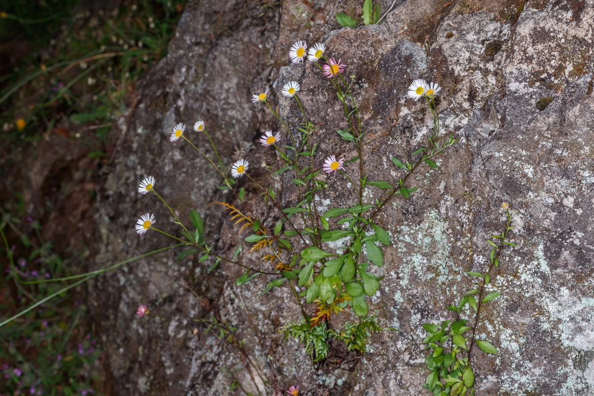 2021 MG 1903 Erigeron karvinskianus intrometidad margarinhas