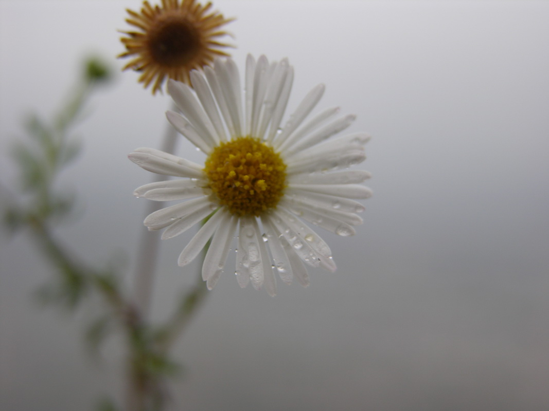 DSCN0596 Erigeron karvinskianus